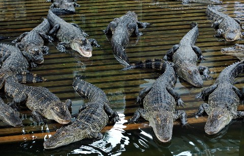 alligatorbabypool.jpg