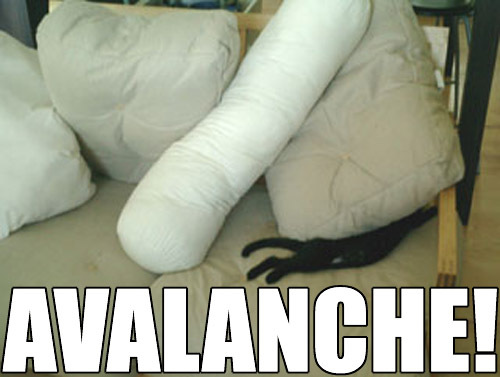 avalanchecat.jpg