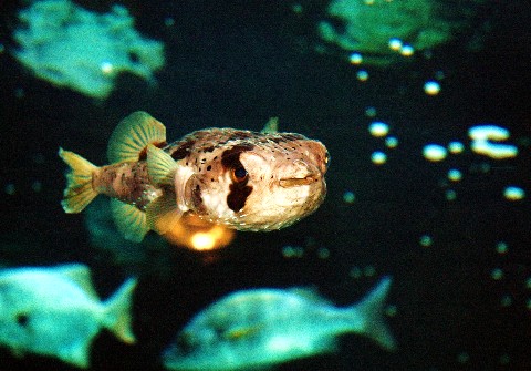 blowfish.jpg