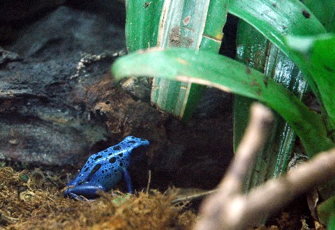 bluefrog.jpg
