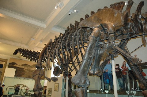 brachiosaurus.jpg