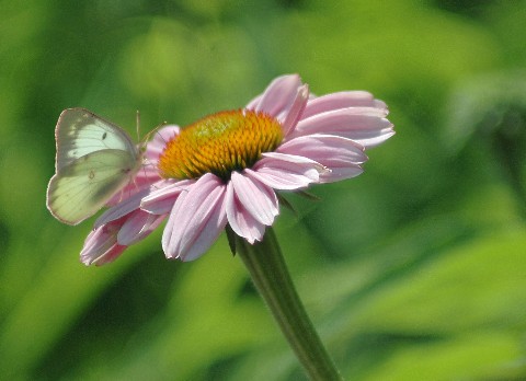 butterflyconeflower.jpg