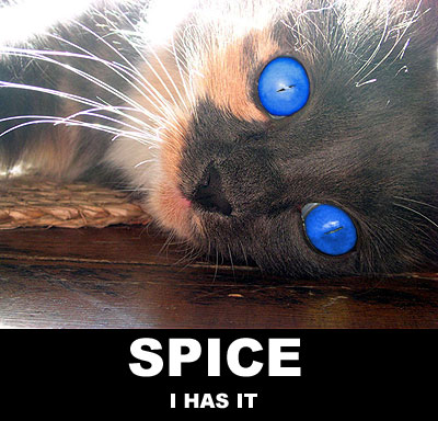 cat_spice.jpg