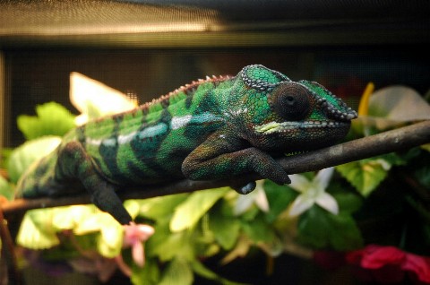 chameleon2.jpg