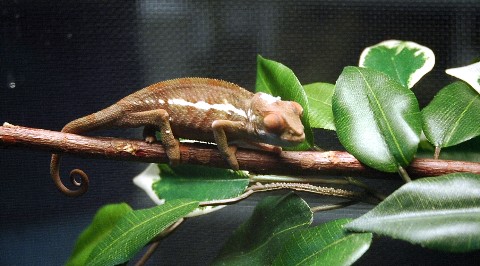 chameleon3.jpg