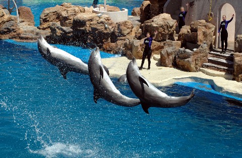 dolphinbackflip.jpg
