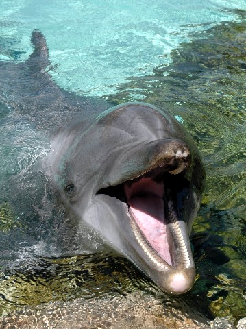 dolphinmouthopen.jpg