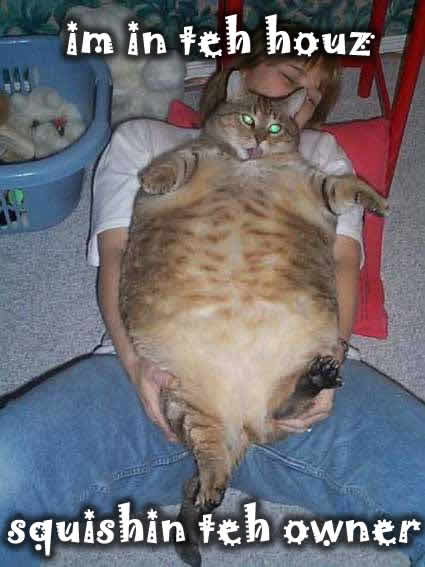 fat_cat.jpg