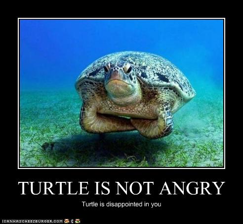 funny-pictures-turtle-is-disappointed.jpg