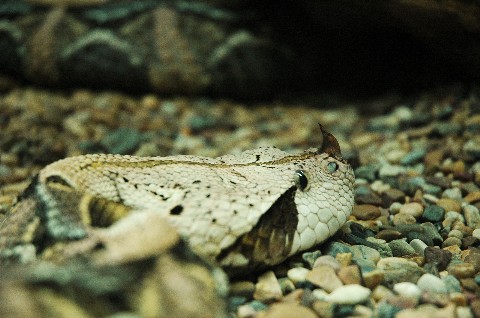 hog nose viper