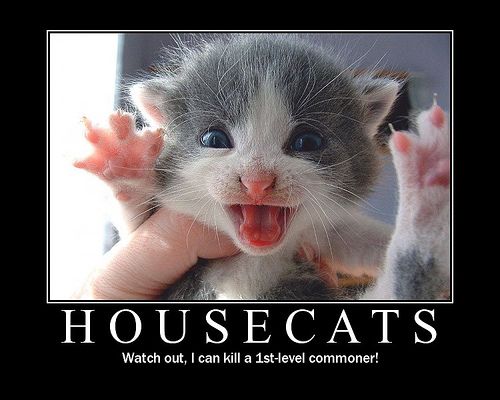 housecats.jpg