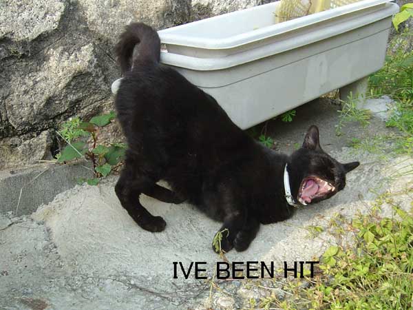 beenhit.jpg