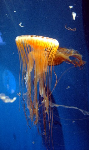 jellyfishscripps.jpg