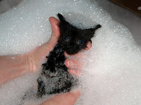 kittenbath.jpg