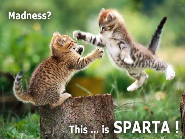 kittens_sparta.jpg