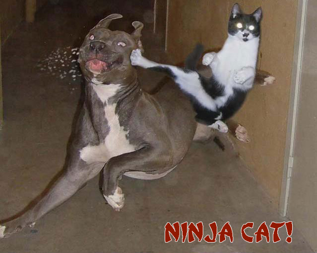 ninjacatdz7.jpg