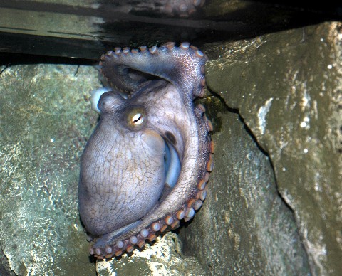 octopusbaby.jpg