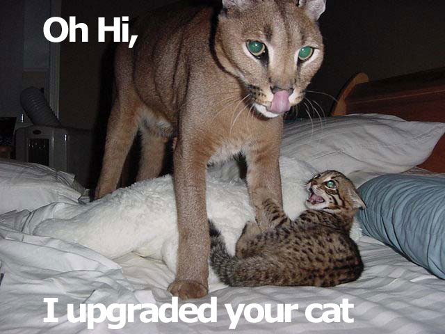 ohiupgradedcat.jpg