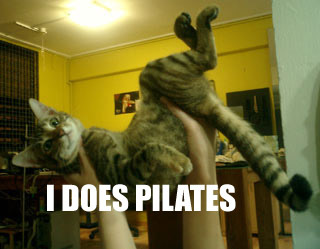 pilatescat.jpg
