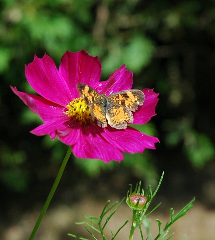 pinkflowerwithbutterfly.jpg