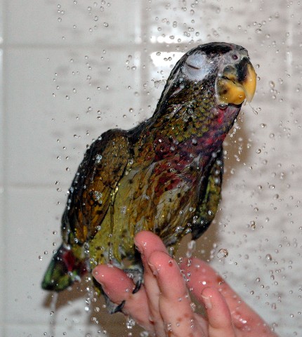 shower1.jpg