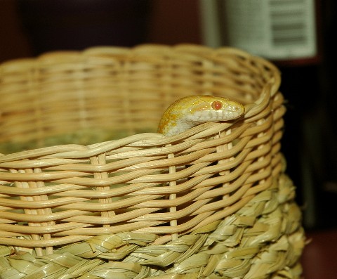 snakebasket.jpg