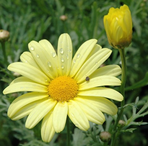 Yellow+daisies+pictures